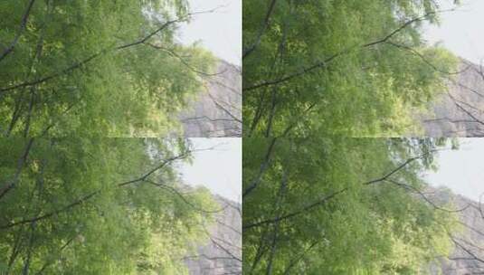 竹林树林高清在线视频素材下载
