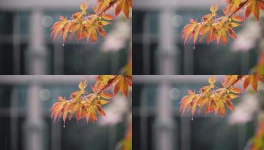 夏天公园里雨后滴水的红枫叶高清在线视频素材下载