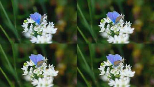 白色花朵上的蓝色蝴蝶高清在线视频素材下载