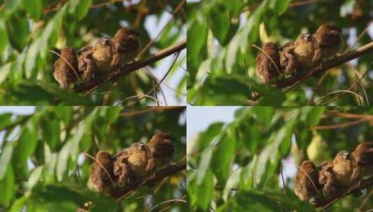一群鸟在树上休息高清在线视频素材下载