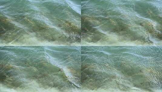 航拍随波逐流的水草高清在线视频素材下载