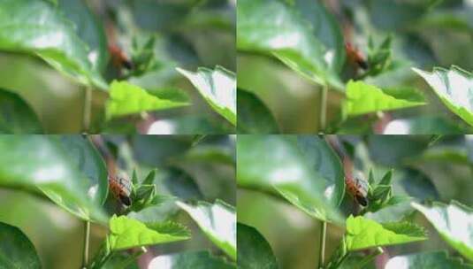 4K 昆虫 虫子 蜗牛 园林 植物高清在线视频素材下载