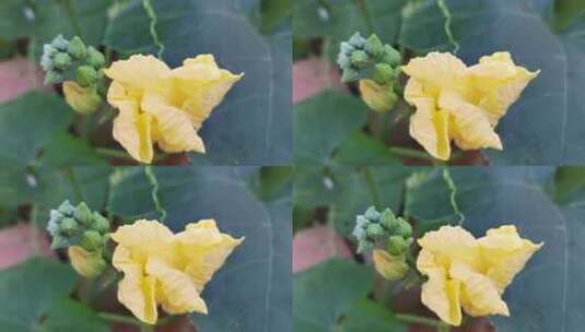 开花的丝瓜花高清在线视频素材下载