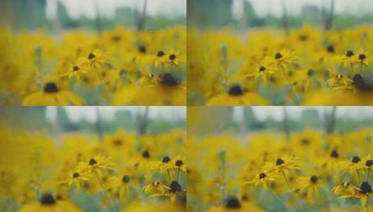 滑轨拍摄自然黄色鲜艳花朵高清在线视频素材下载