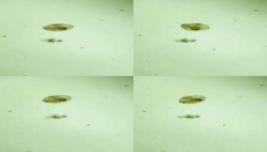 竖屏 显微镜下的水蚤与轮虫高清在线视频素材下载