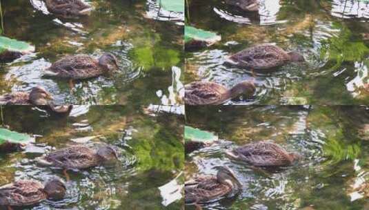 野鸭在岸边水中觅食生态环境高清在线视频素材下载