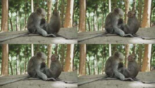 猴子坐在石头上的特写镜头高清在线视频素材下载