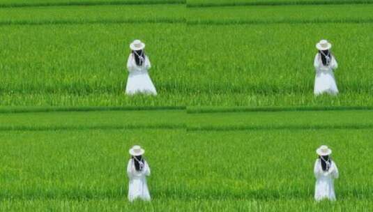 美少女站在绿色水稻田大片乡村振兴航拍夏季高清在线视频素材下载