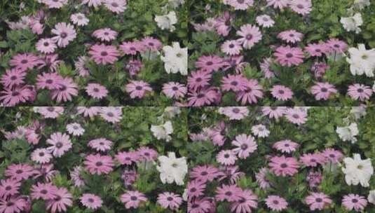 粉色和白色的花丛高清在线视频素材下载