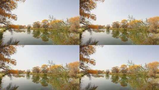 湖边秀丽的胡杨树 水中倒影高清在线视频素材下载