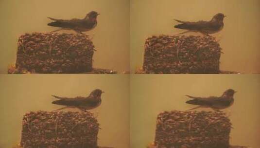 巢穴里的各种鸟类鹦鹉喜鹊鸽子高清在线视频素材下载