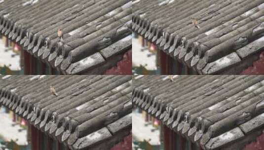 古建筑灯笼上房檐下的小麻雀高清在线视频素材下载
