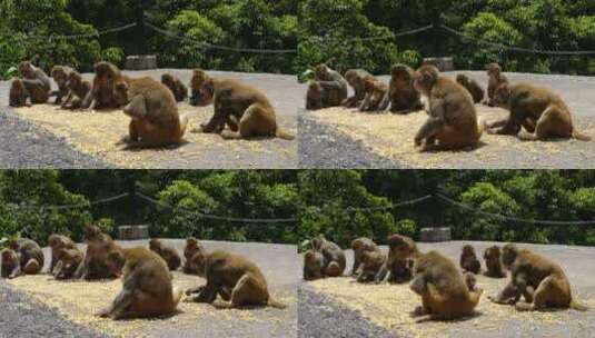 深山猴子猴子吃玉米猴群高清在线视频素材下载
