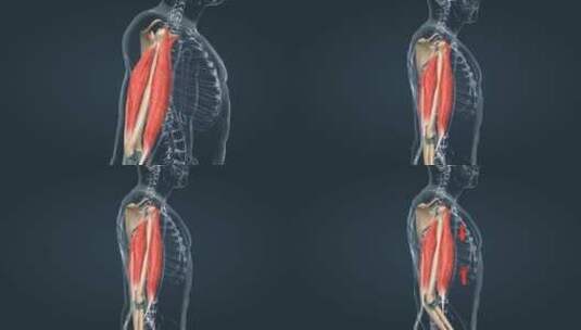 骨骼肌上臂的肌肉医学三维动画高清在线视频素材下载