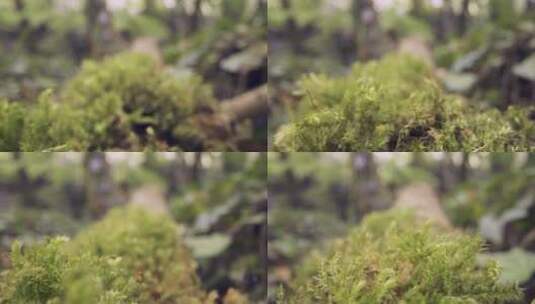 植物生长的模糊镜头高清在线视频素材下载