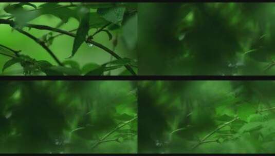 下雨天的树叶高清在线视频素材下载