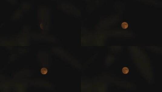 树叶月亮十五月亮满月金色黄色月亮元宵节高清在线视频素材下载