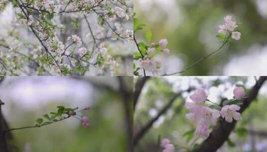海棠花樱花老树干 实拍11个镜头高清在线视频素材下载