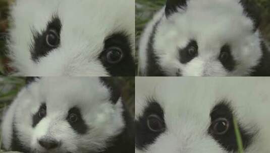 小大熊猫可爱眼神高清在线视频素材下载