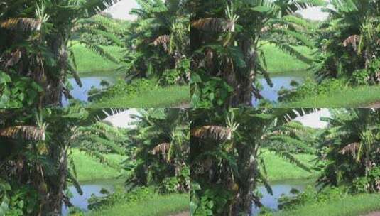 海岸上的棕榈树特写高清在线视频素材下载