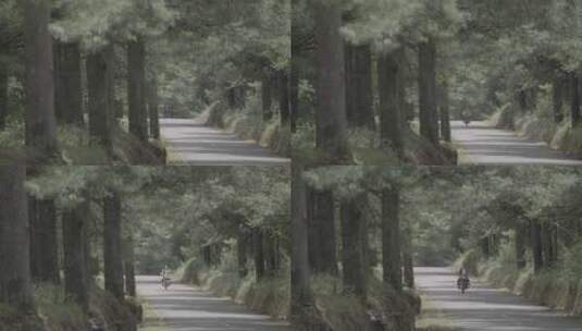 原始森里的道路高清在线视频素材下载