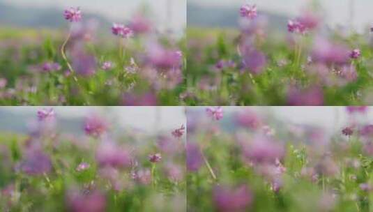 田野里唯美的粉红色野花高清在线视频素材下载