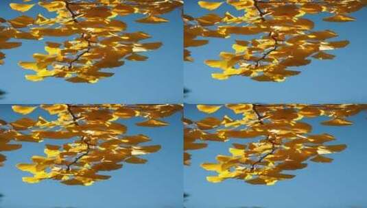 北京秋天的银杏叶高清在线视频素材下载