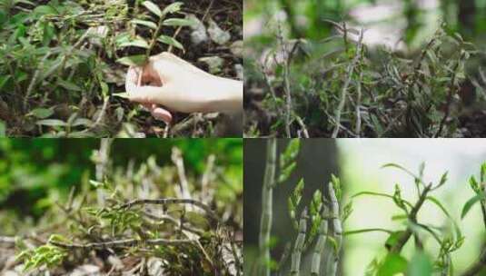 中草药霍山石斛中药材铁皮石斛种植基地高清在线视频素材下载