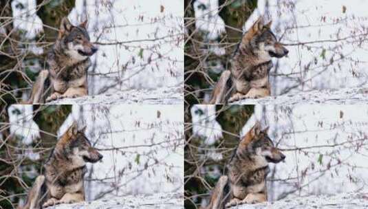 冬天雪地里的 狼特写高清在线视频素材下载