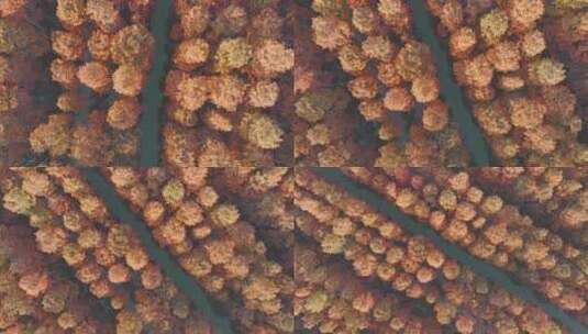 冬天武汉涨渡湖红色水上森林杉树高清在线视频素材下载