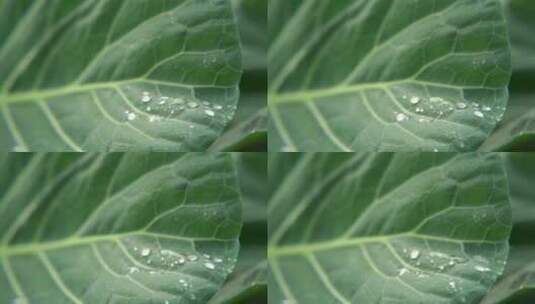 慢镜头特写雨中的绿色蔬菜叶子高清在线视频素材下载