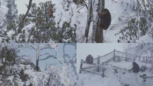 大雪后峨眉山树林中的猴子高清在线视频素材下载