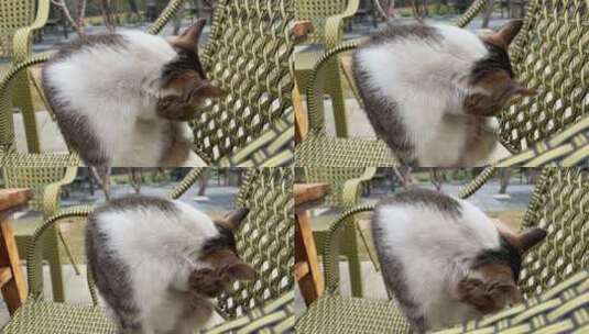 宠物猫晒太阳高清在线视频素材下载