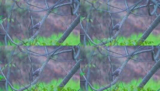 南方乡村苦楝树上的珠颈斑鸠高清在线视频素材下载