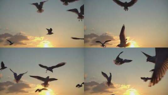 海鸥在日落时飞过天空高清在线视频素材下载