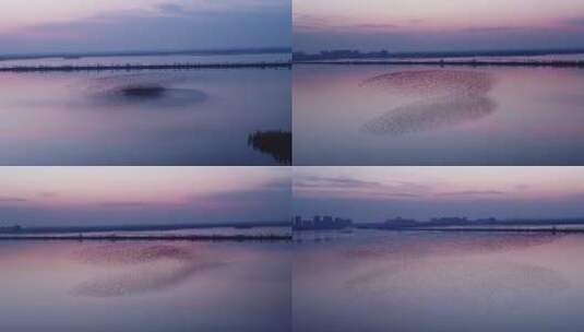 衡水湖湿地夕阳航拍鸟浪超长镜头一镜到底高清在线视频素材下载