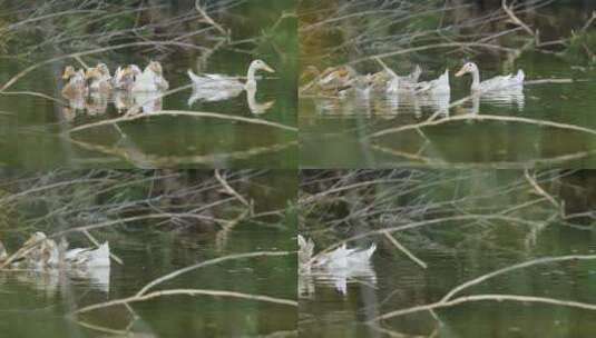 4K农民在池塘里养的鸭子高清在线视频素材下载