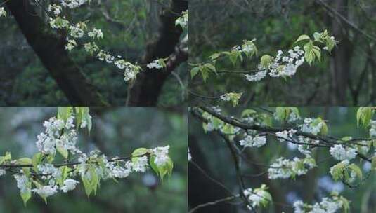 4K加拿大棠棣白色花朵高清在线视频素材下载