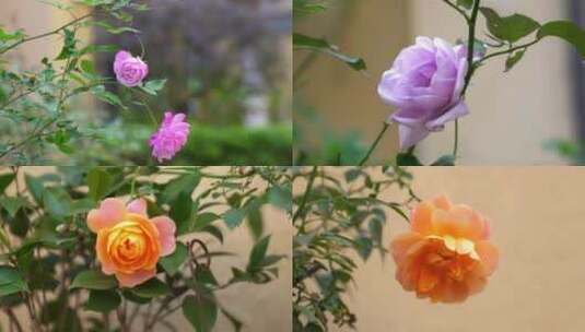 广东农村城市玫瑰花高清在线视频素材下载