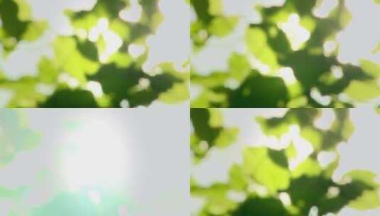 树叶阳光阳光透过树叶空镜头高清在线视频素材下载