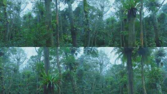 大自然热带雨林风景高清在线视频素材下载