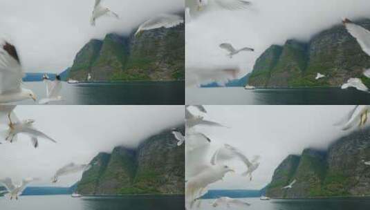 飞翔的海鸥慢动作高清在线视频素材下载
