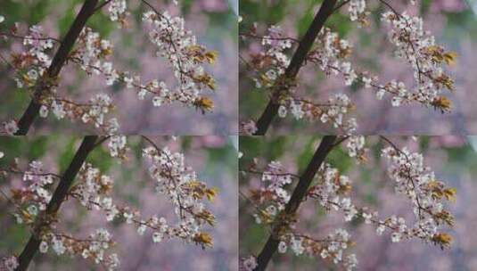 树枝桃花空镜高清在线视频素材下载