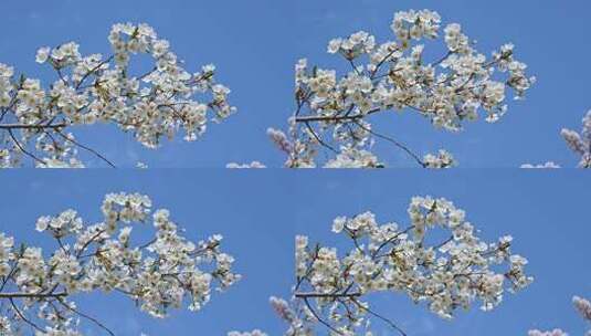 春天蓝色天空背景和盛开的樱花树慢镜头高清在线视频素材下载