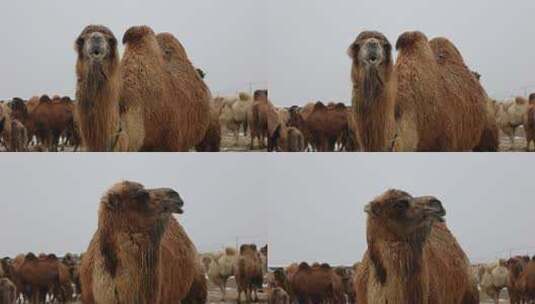 双峰骆驼高清在线视频素材下载