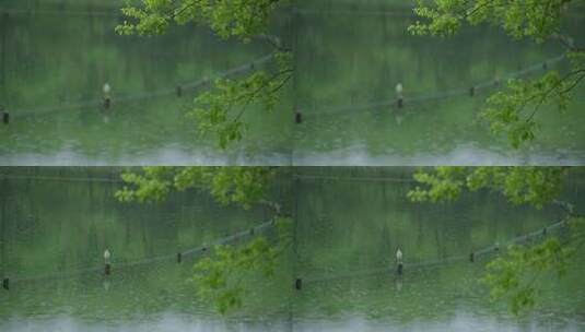 春天杭州乌龟潭阴雨天植物绿色自然高清在线视频素材下载