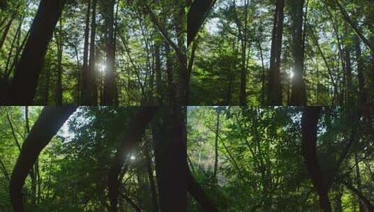 树森林阳光大自然树木春风植树树林木材大树高清在线视频素材下载