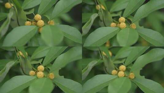 构刺树黄色花朵高清在线视频素材下载