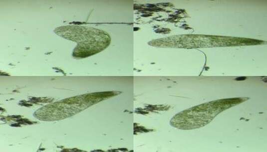 微分干涉DIC显微镜放大100倍的微生物喇叭虫细胞2高清在线视频素材下载