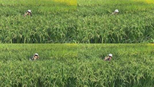 农民在杂交水稻制种稻田割除雄株水稻高清在线视频素材下载